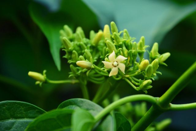 Gymnema Sylvestre - plant compound for wellness